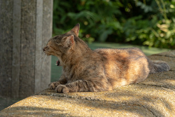A cat resting in the shade of the park in Soka city, Saitama, Japan