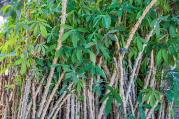 Obraz premium Tapioca tree