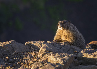 Marmots on a cliff
