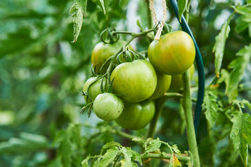 Close up picture of bunch of green unriped tomatoes growing in the greenhouse or on the tomato bush in summer sunny day waiting to be harvested. 