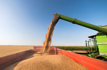 Pouring wheat grain into tractor trailer after harvest