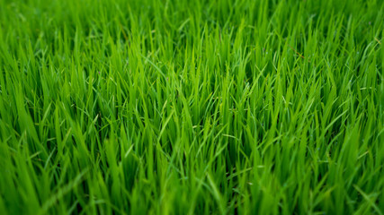 Fototapeta na wymiar Green Grass Texture 