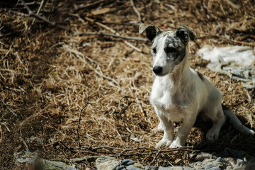 Obraz premium Dogs in Albufeira Portugal