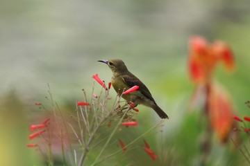 Yellow-bellied sunbird female cute animal holding on Firecracker branch tree with small flowers  in the nature