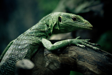 green lizard