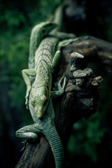 two green lizards