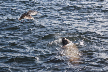 Obraz premium bird against sea lion