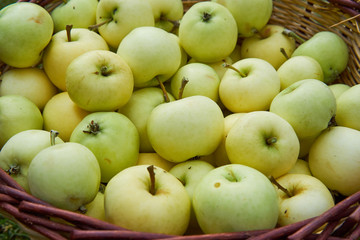 Closeup picture on harvested riped summer green apples in wickerwork handbasket from organic farm or home garden growing without any chemical pesticides or fertilizers.