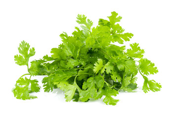 fresh coriander leaves on white background