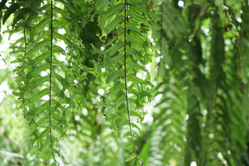 Fern leaves freshness green color in nature background