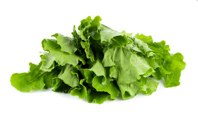 fresh chinese cabbage on a white background