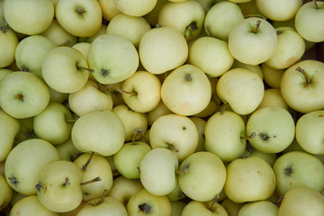 Background Picture from sweet riped and harvested fresh summer green apples from organic farming or home garden growing withou usage of pesticides or fertilizers.