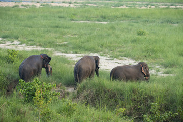 Obraz na płótnie Canvas Group of Asian elephant bathing in the pond