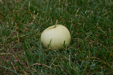 Closeup picture of riped green summer apple lying in the grass under the apple tree because fallen ripen. Fruit from organic farming or home grown gardening. 