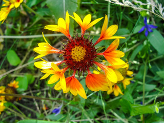 flower