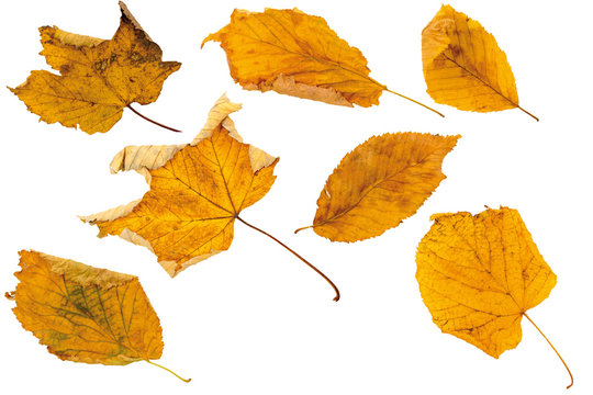 Autumn leaves, cut out (isolated) on white