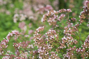 oregano flowers in garden