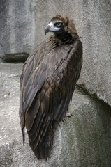 Cinereous vulture