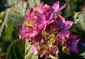 Fototapeta premium Hortensie