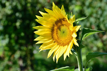 Girasole