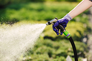Woman's hand with garden hose watering plants, gardening concept