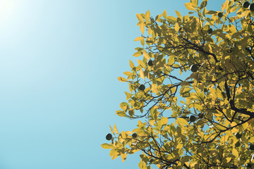 Detalle contrapicado de ramas de árboles en contraluz bajo un cielo azul intenso. Ramas con hojas verdes y fruto verde sin madurar.