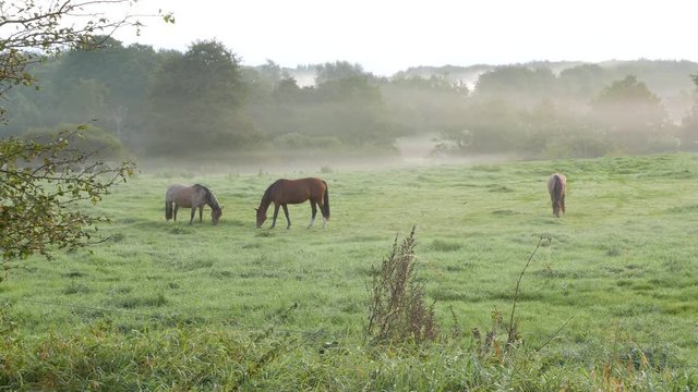 Pferde im Nebel