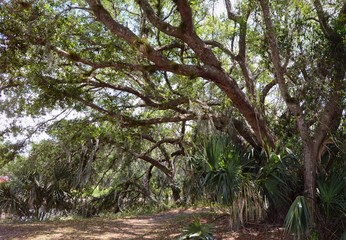 Fototapeta na wymiar Green trees and nature at a swamp 