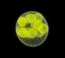 Spherical colony of freshwater green algae (Volvox)