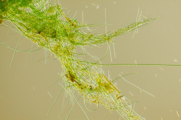 Green algae filaments