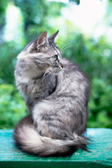 Portrait of a beautiful gray cat with green eyes in the countryside