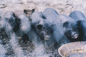 Small Vietnamese pigs on the farm.