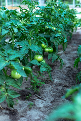 The rows of tomato seedlings home-grown produce