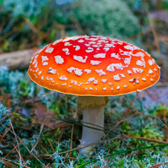 Amanita Muscaria poisonous mushroom