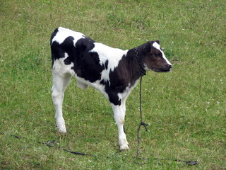 Obraz na płótnie Canvas Calf on the grass