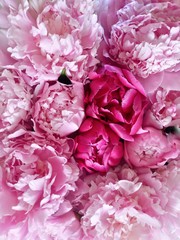 Pink and Purple Peony's Background. Ornamental Overhead.