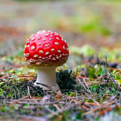 Amanita Muscaria poisonous mushroom
