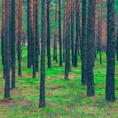 Obraz premium Pine forest green landscape