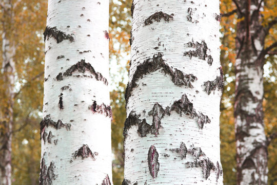 beautiful birch in yellow autumn birch forest in october among other birches in birch grove