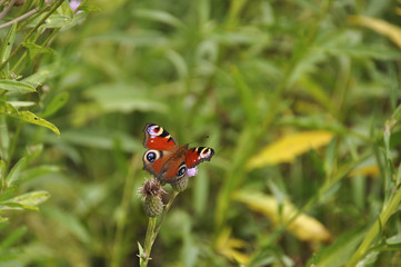 Beautiful butterfly in the wild, close-up