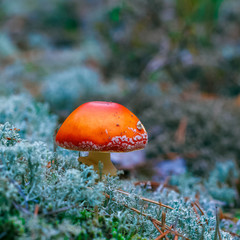 Amanita Muscaria poisonous mushroom