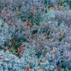 Lush moss in a forest