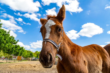 Fototapeta premium ein junges neugieriges Fohlen auf einer Weide