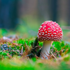 Amanita Muscaria poisonous mushroom