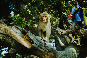 Portrait of  a playful rhesus macaque monkeys in the tree