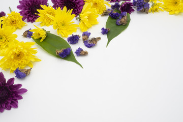yellow and purple chrysanthemum, flowers and leaves isolated on white background