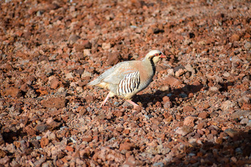 Chukar Partridge running across the rocky summit of Haleakala on Maui, Hawaii