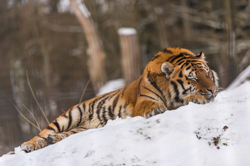Schlafender Tiger in Schnee