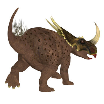 Brown Rubeosaurus Dinosaur Tail - Rubeosaurus was a Ceratopsian herbivorous dinosaur that lived during the Cretaceous Period of North America.