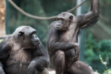 Schimpansen nebeneinander Blick zur Seite
